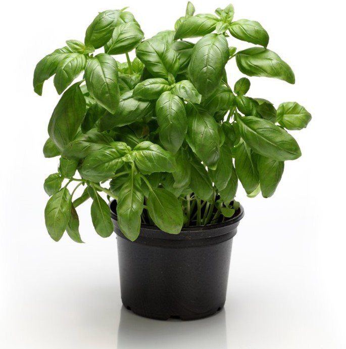 «фото полезных комнатных растений»