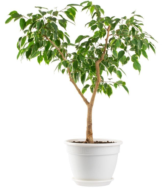 «фото полезных комнатных растений»